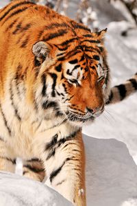 Preview wallpaper tiger, predator, climbing, snow