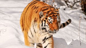 Preview wallpaper tiger, predator, climbing, snow