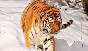 Preview wallpaper tiger, predator, climbing, snow