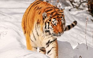 Preview wallpaper tiger, predator, climbing, snow