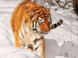 Preview wallpaper tiger, predator, climbing, snow