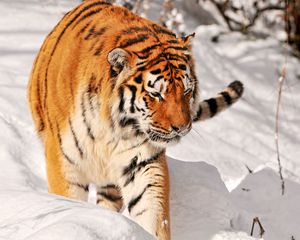 Preview wallpaper tiger, predator, climbing, snow