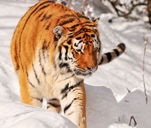 Preview wallpaper tiger, predator, climbing, snow