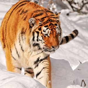 Preview wallpaper tiger, predator, climbing, snow