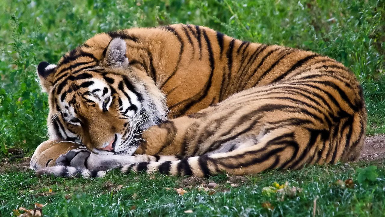 Wallpaper tiger, predator, curl, sleep, rest, grass
