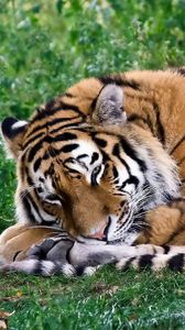 Preview wallpaper tiger, predator, curl, sleep, rest, grass