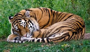 Preview wallpaper tiger, predator, curl, sleep, rest, grass