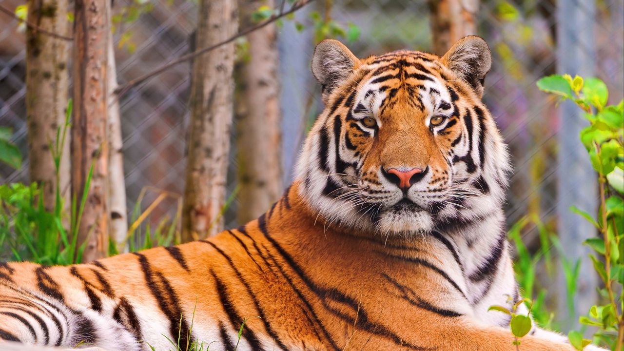 Wallpaper tiger, predator, face, big cat