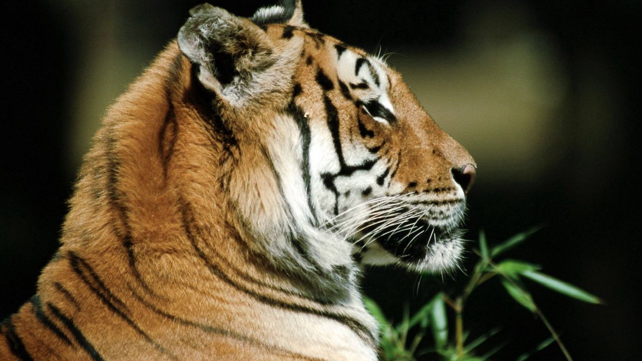 Wallpaper tiger, predator, face, striped