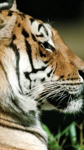 Preview wallpaper tiger, predator, face, striped