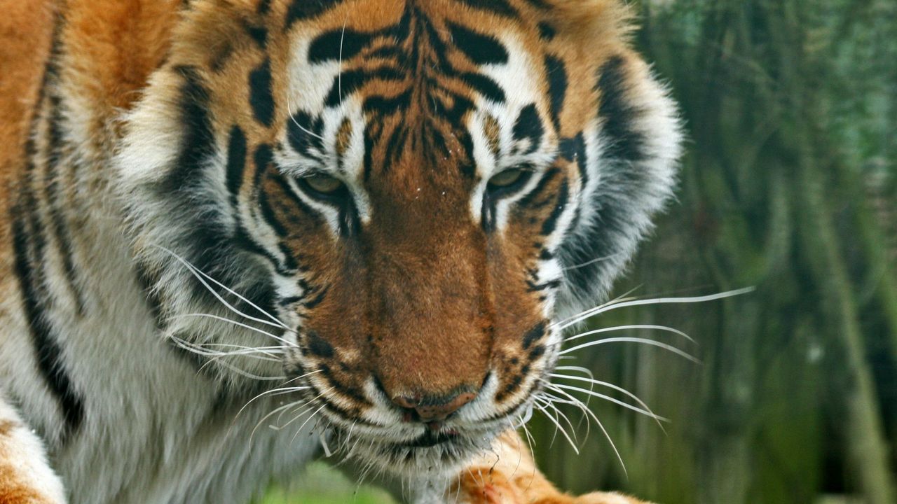 Wallpaper tiger, predator, face, eyes, striped
