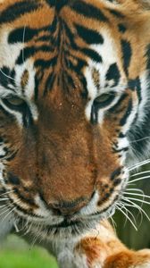 Preview wallpaper tiger, predator, face, eyes, striped