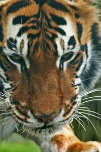 Preview wallpaper tiger, predator, face, eyes, striped