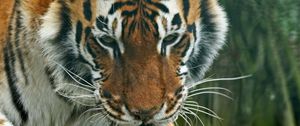 Preview wallpaper tiger, predator, face, eyes, striped