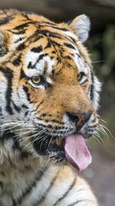 Preview wallpaper tiger, predator, face, protruding tongue