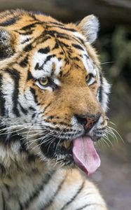 Preview wallpaper tiger, predator, face, protruding tongue