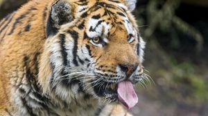 Preview wallpaper tiger, predator, face, protruding tongue