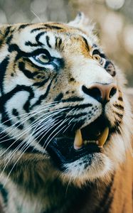 Preview wallpaper tiger, predator, fangs, muzzle