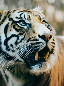 Preview wallpaper tiger, predator, fangs, muzzle