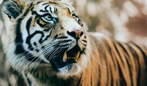 Preview wallpaper tiger, predator, fangs, muzzle