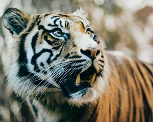 Preview wallpaper tiger, predator, fangs, muzzle