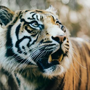 Preview wallpaper tiger, predator, fangs, muzzle