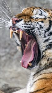 Preview wallpaper tiger, predator, fangs, fur, animal, wildlife