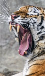 Preview wallpaper tiger, predator, fangs, fur, animal, wildlife