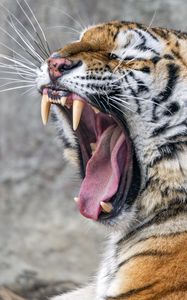 Preview wallpaper tiger, predator, fangs, fur, animal, wildlife