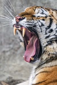 Preview wallpaper tiger, predator, fangs, fur, animal, wildlife