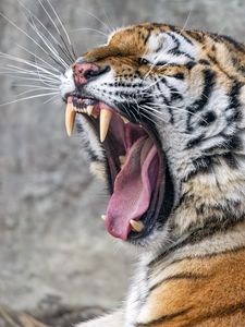Preview wallpaper tiger, predator, fangs, fur, animal, wildlife