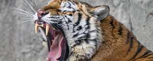 Preview wallpaper tiger, predator, fangs, fur, animal, wildlife