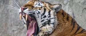 Preview wallpaper tiger, predator, fangs, fur, animal, wildlife
