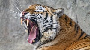 Preview wallpaper tiger, predator, fangs, fur, animal, wildlife