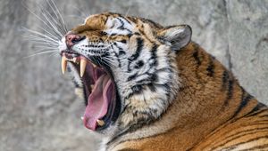 Preview wallpaper tiger, predator, fangs, fur, animal, wildlife