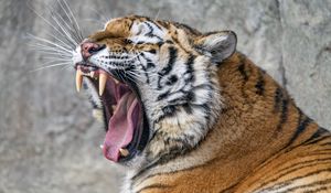 Preview wallpaper tiger, predator, fangs, fur, animal, wildlife