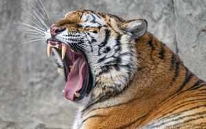 Preview wallpaper tiger, predator, fangs, fur, animal, wildlife