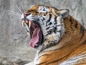 Preview wallpaper tiger, predator, fangs, fur, animal, wildlife