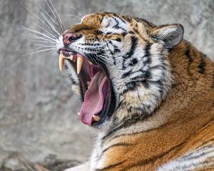 Preview wallpaper tiger, predator, fangs, fur, animal, wildlife