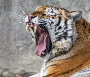 Preview wallpaper tiger, predator, fangs, fur, animal, wildlife