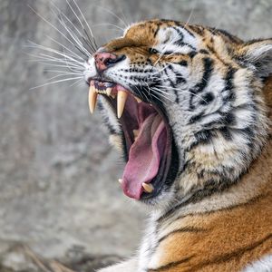 Preview wallpaper tiger, predator, fangs, fur, animal, wildlife