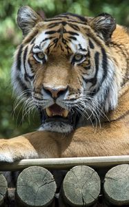 Preview wallpaper tiger, predator, fangs, jaws