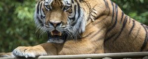 Preview wallpaper tiger, predator, fangs, jaws