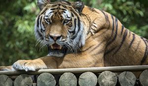 Preview wallpaper tiger, predator, fangs, jaws