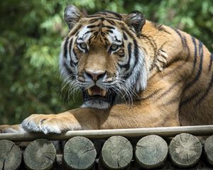 Preview wallpaper tiger, predator, fangs, jaws