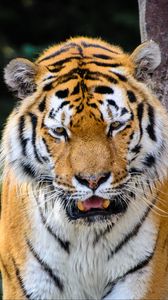 Preview wallpaper tiger, predator, fangs, angry