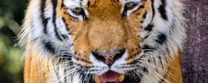 Preview wallpaper tiger, predator, fangs, angry