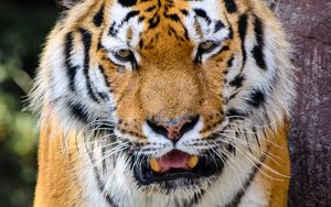 Preview wallpaper tiger, predator, fangs, angry