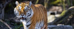 Preview wallpaper tiger, predator, fangs, big cat