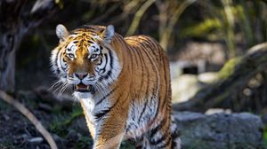 Preview wallpaper tiger, predator, fangs, big cat